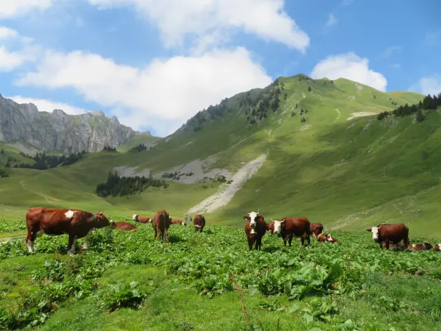 Alpage De Bise Vacheresse Aurelia Jacquat 230