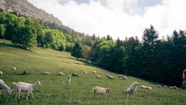 Patou 250624 Alpage De Lachat Marie El Hajal 24