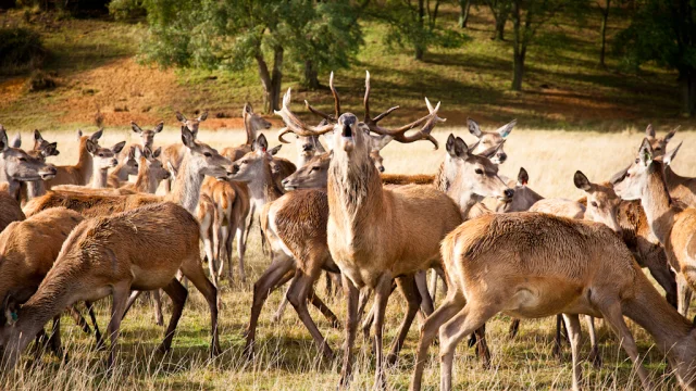 Élevage de cerfs- La Ferme de la Haie - Chez Dominique et Sophie Vadé à Villaines-la-Gonais