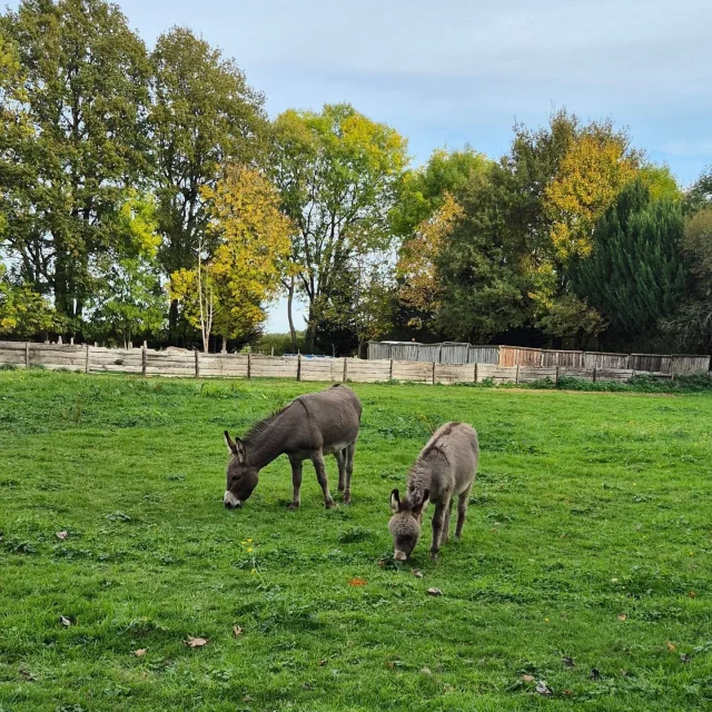 Instagram #perchesarthois