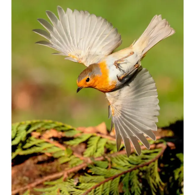 Instagram #perchesarthois