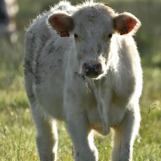 Instagram #lafertebernard