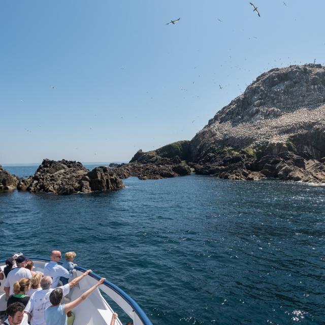 Ile Rouzic - Les 7 Iles à Perros-Guirec | Côtes d'Armor (Bretagne)