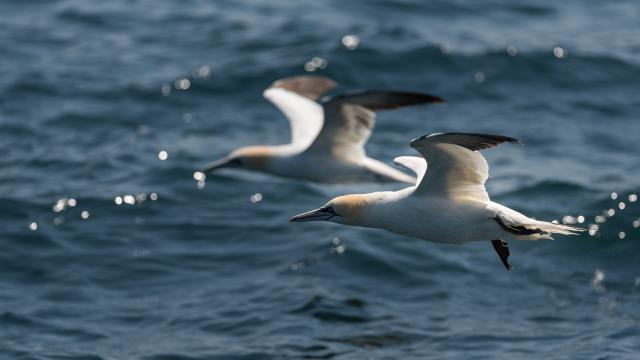 Fous de bassan de l'Ile Rouzic - Les 7 Iles à Perros-Guirec | Côtes d'Armor (Bretagne)