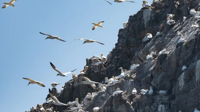 Fous de bassan de l'Ile Rouzic - Les 7 Iles à Perros-Guirec | Côtes d'Armor (Bretagne)