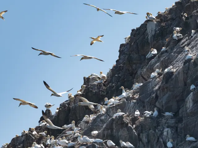 Fous de bassan de l'Ile Rouzic - Les 7 Iles à Perros-Guirec | Côtes d'Armor (Bretagne)