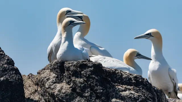 Fous de bassan de l'Ile Rouzic - Les 7 Iles à Perros-Guirec | Côtes d'Armor (Bretagne)