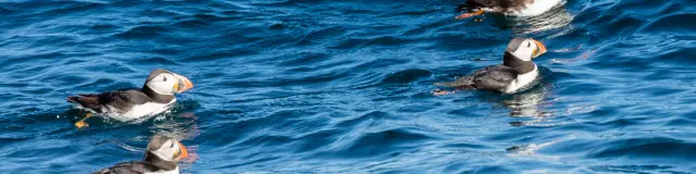 7 iles - macareux - Perros-Guirec | Côte de Granit Rose || Côtes d'Armor | Bretagne (22)