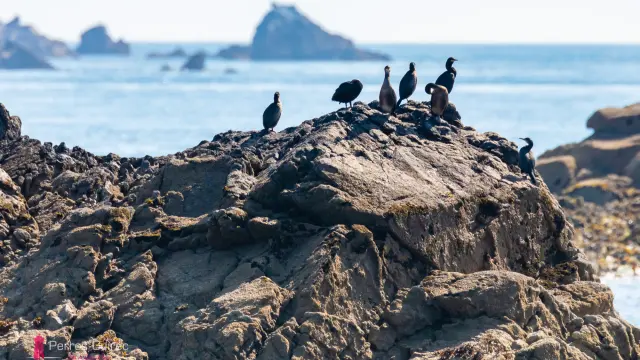 7 iles - Cormorans - Perros-Guirec | Côte de Granit Rose || Côtes d'Armor | Bretagne (22)