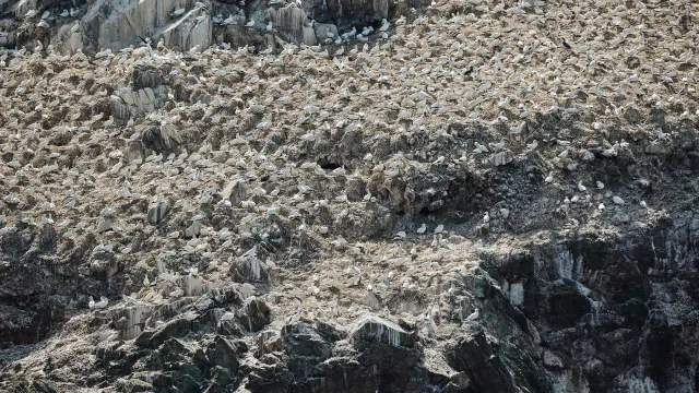 Fous de Bassan, Ile Rouzic, | 7 îles | | Perros-Guirec | Côtes d'Armor (Bretagne)