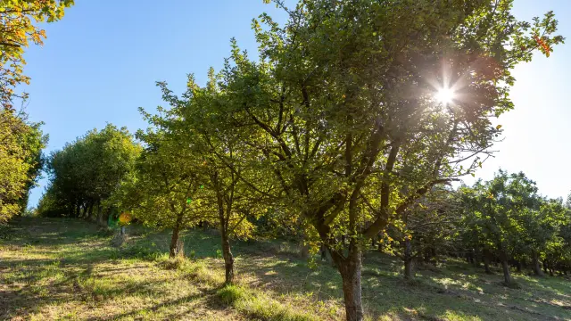 Verger de Kernivinen | Visite Guidée | Cidrerie | Kerambellec, Perros-Guirec, Cotes d'Armor (Bretagne)