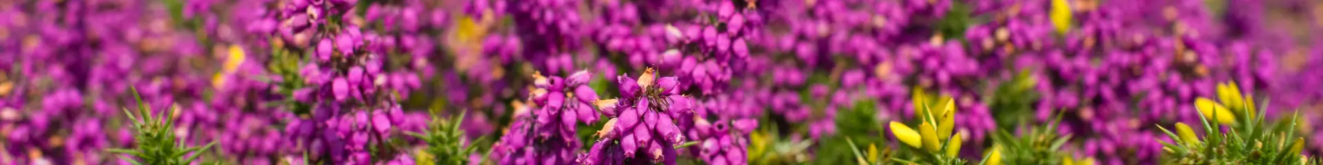 Lande Sentier des douaniers