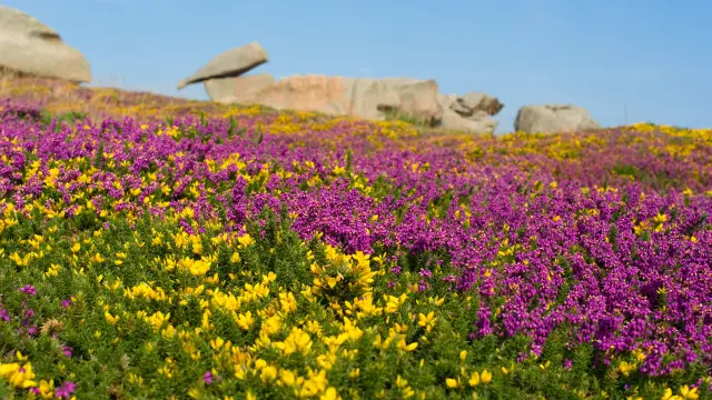 Lande Sentier des douaniers