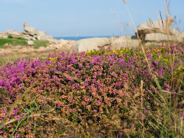 Lande, Maison du Littoral, Environnement, Nature