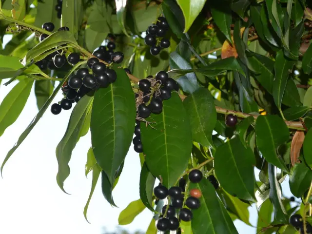Laurier Cerise, Renouée, Plante invasive, Littoral