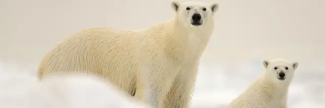 Photo Ours David Allemand