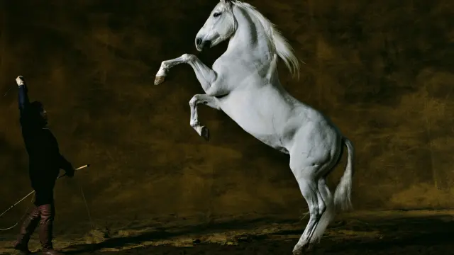 BCH EXPO 032C Toréo, cheval Pure Race Espagnole, âgé de onze ans, il appartient au célèbre cascadeur Mario Luraschi. Ferme de la Chapelle-Fontaine Chaalis, France