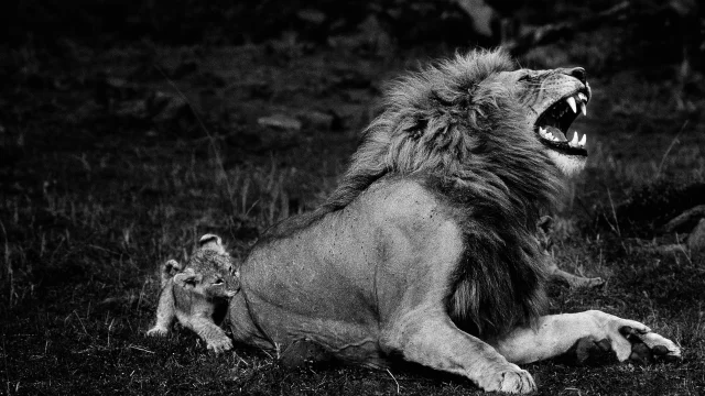 Lion se faisant mordre par son lionceau - Réserve nationale du Maasaï Mara, Kenya
