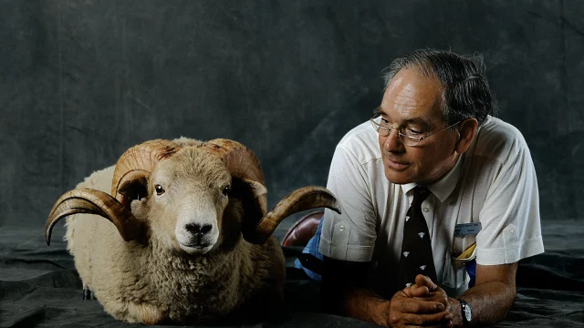 EXPO BB-174 Harper Of Tetford bélier Portland, présenté par le Dr J. Richard Harper-Smith de Horncastle dans le Lincolnshire, Angleterre. (Royal Show, Angleterre)
