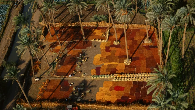 EXPO TVDC 009 Séchage de dattes, palmeraie au sud du Caire, vallée du Nil, Égypte (29°43’ N – 31°17’ E)