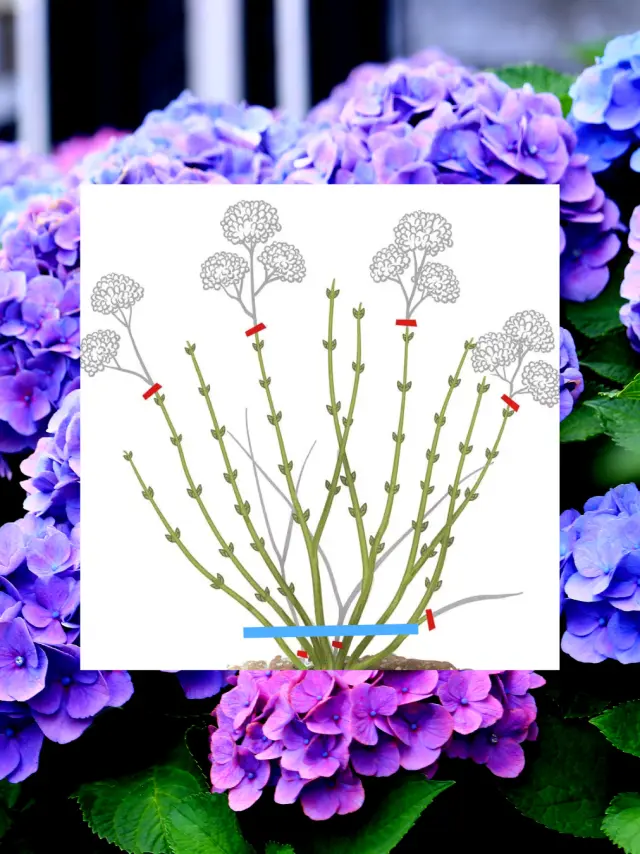 Design Sans Titre 75