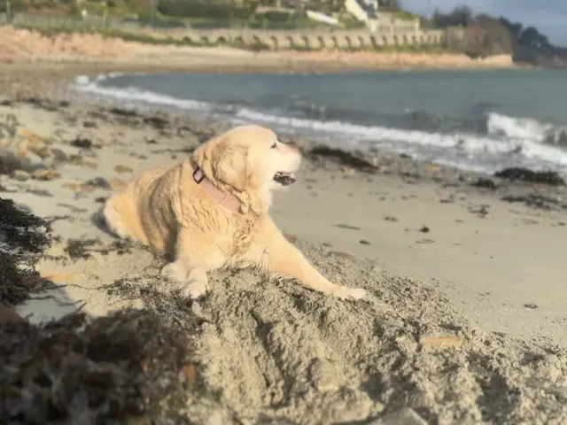 Chien à la plage des Arcades