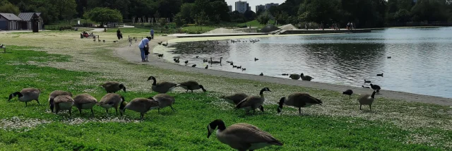 Parcgeorgesvalbon Canardscoti