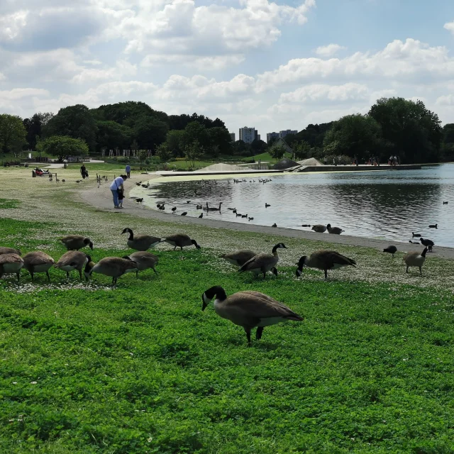 Parcgeorgesvalbon Canardscoti