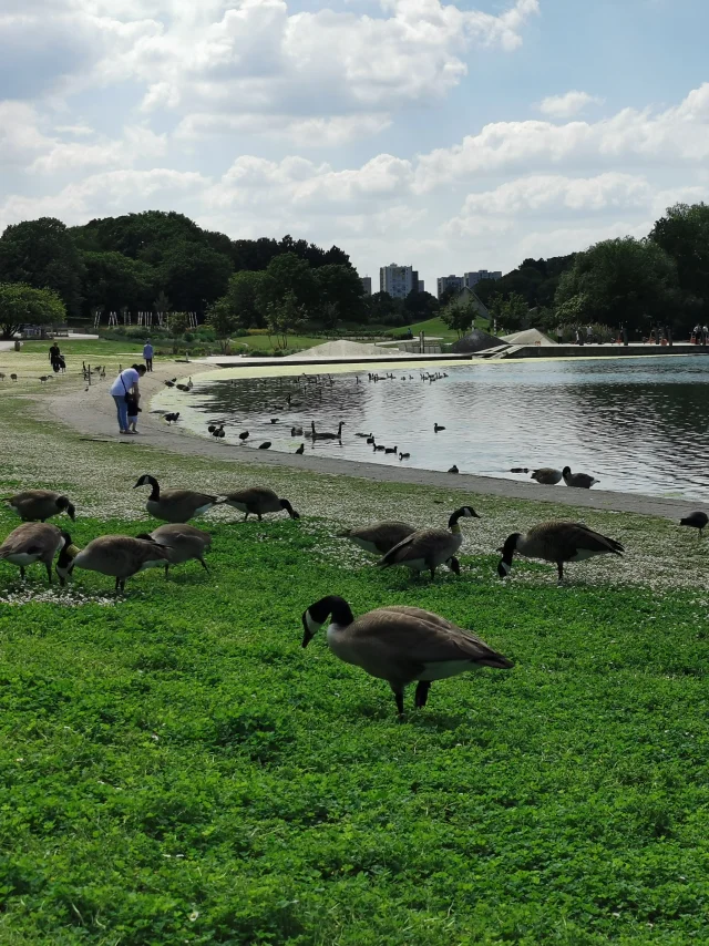 Parcgeorgesvalbon Canardscoti