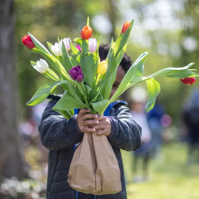 Fete-des-Tulipes