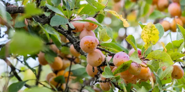 Mirabelles de Lorraine