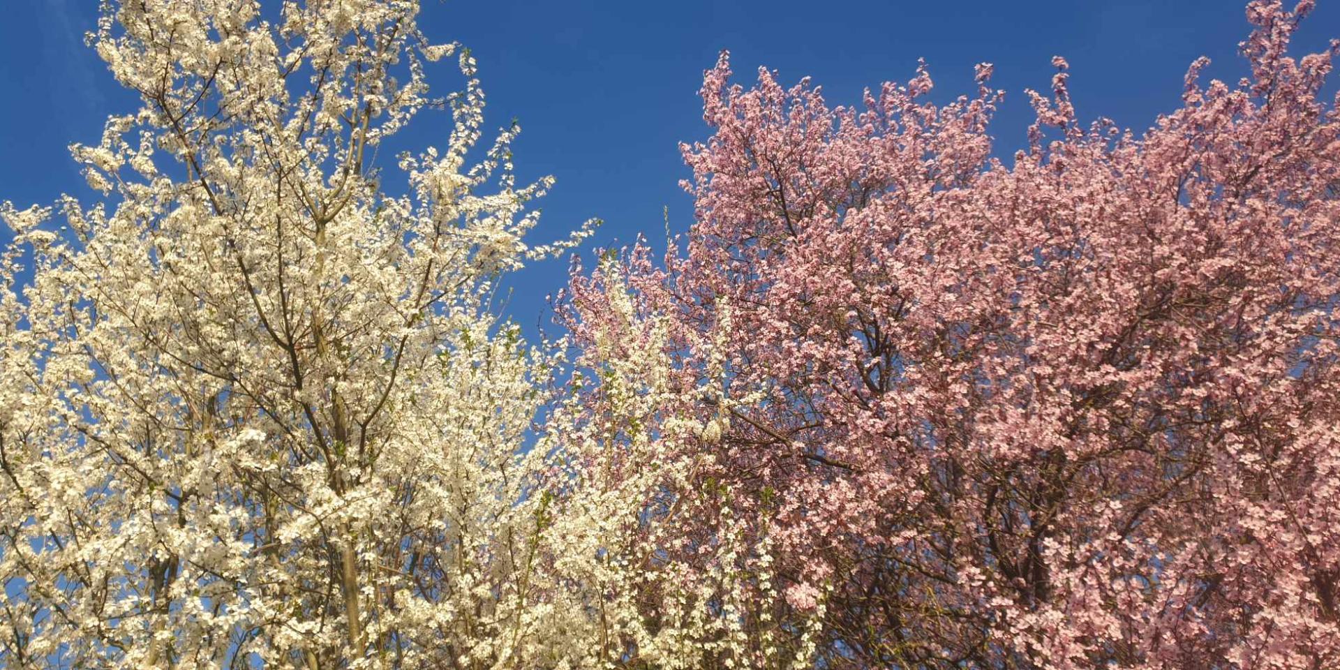 Printemps à Mirecourt