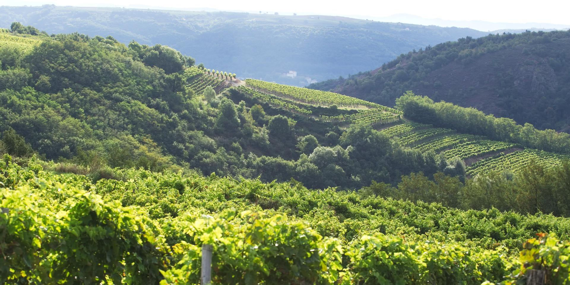 Terrasses de Saint-Joseph à Sarras (Ardèche)