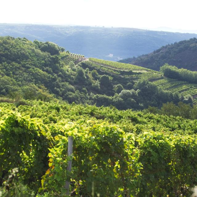 Terraces of Saint-Joseph in Sarras (Ardèche)