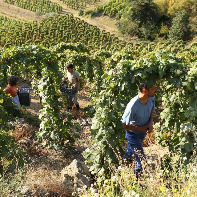 Terrasses de Saint-Joseph (Ardèche)
