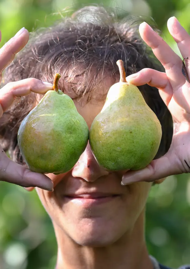 Poire de la Valloire (Drôme)