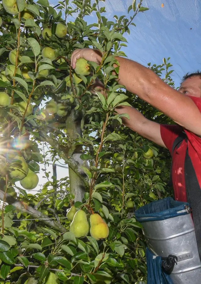 Récolte et conditionnement des poires
