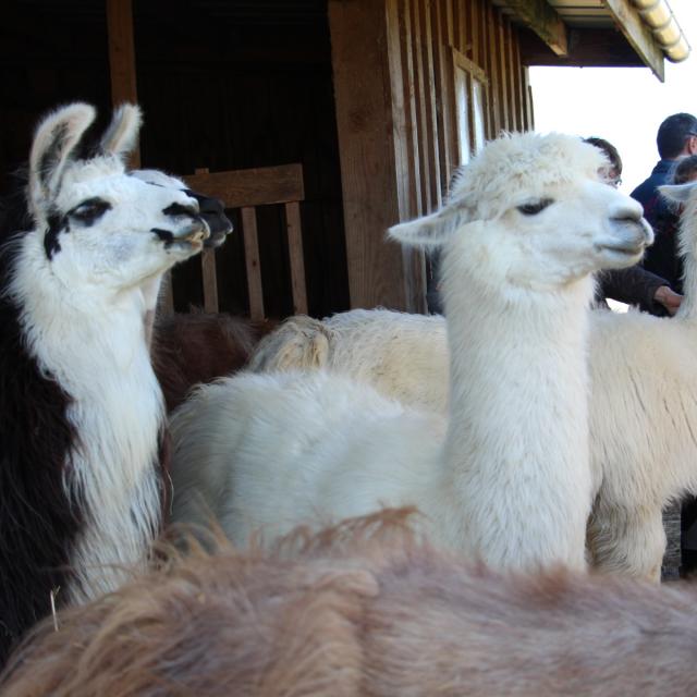 Lamas des plaines à Châteuneuf-de-Galaure