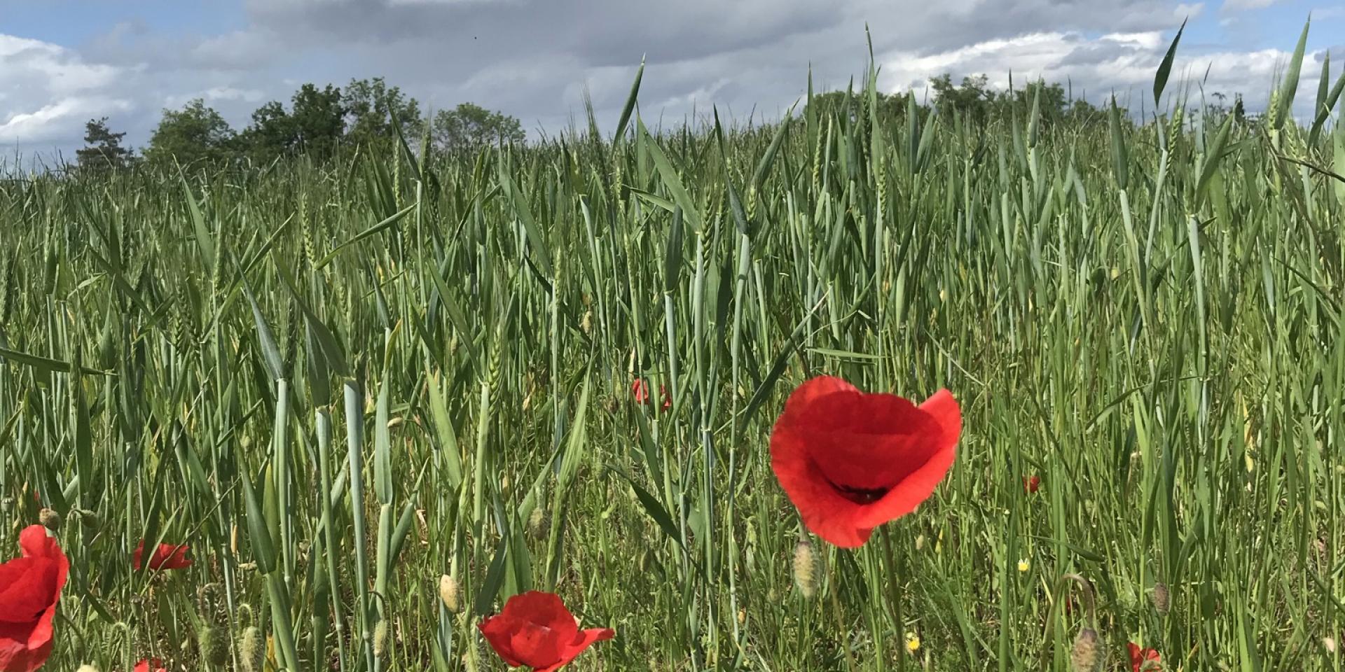 Randonnée en Ardèche