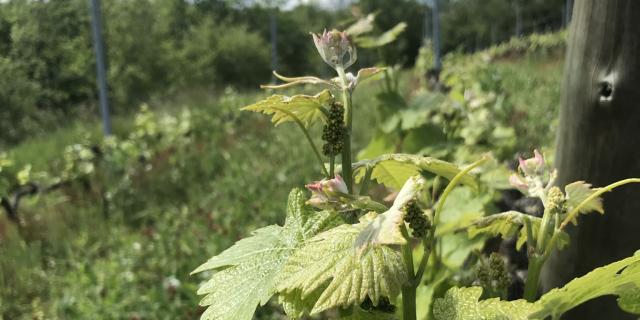 vignes en Ardèche