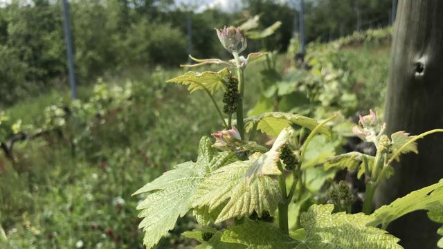vignes en Ardèche