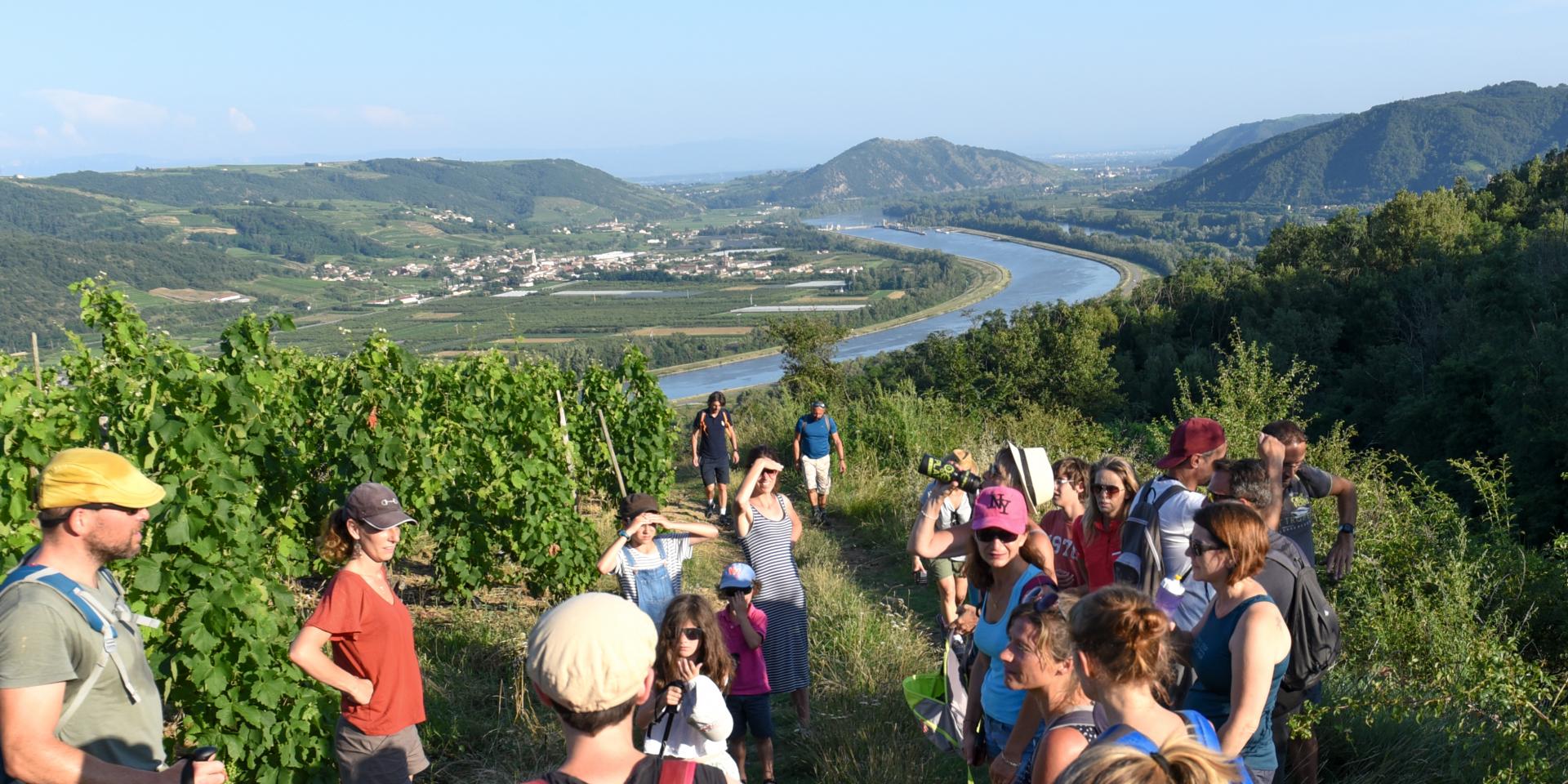 Hike in the vineyards of Arras/Rhône