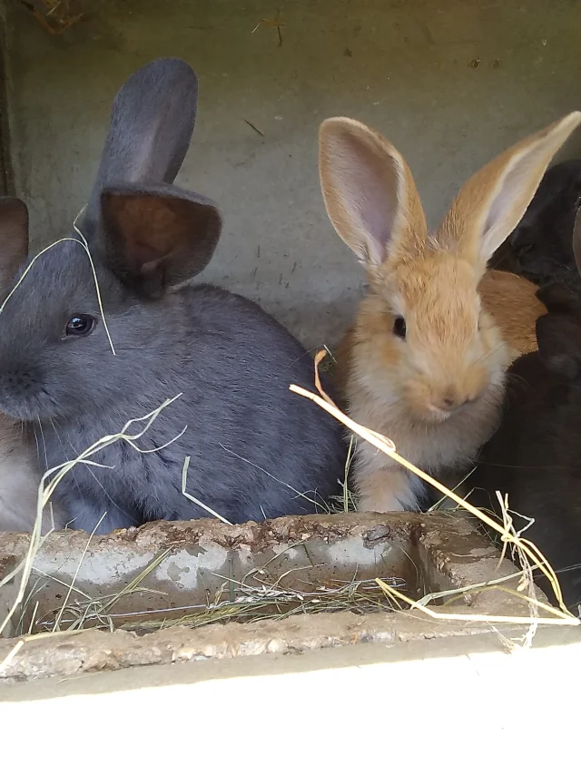 Ferme De Magalie (1)