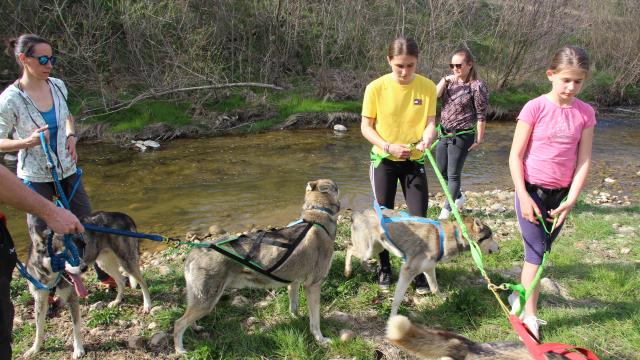cani-rando avec wood-track