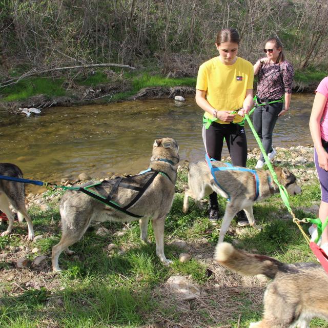 cani-rando avec wood-track