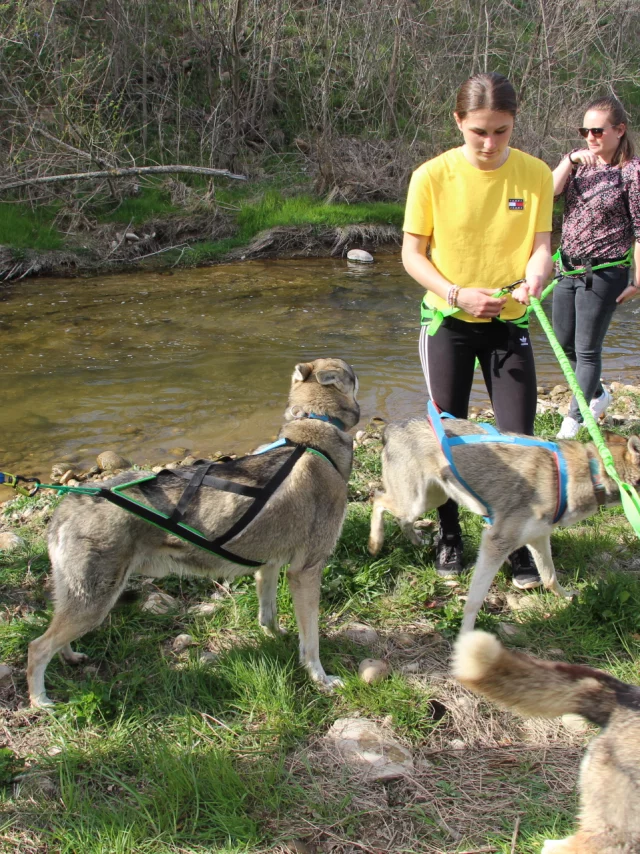 cani-rando avec wood-track