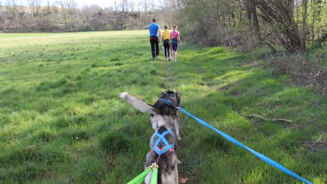 cani-rando avec wood-track