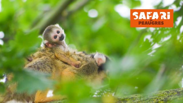 Bebe Saimiri - safari parc de Peaugres