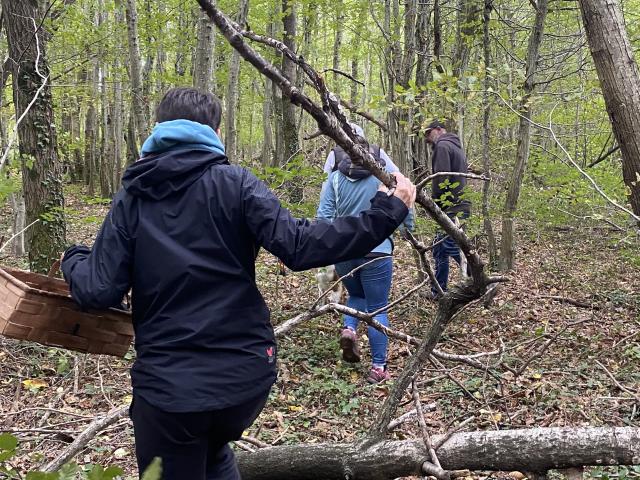 Forêt de Mantaille