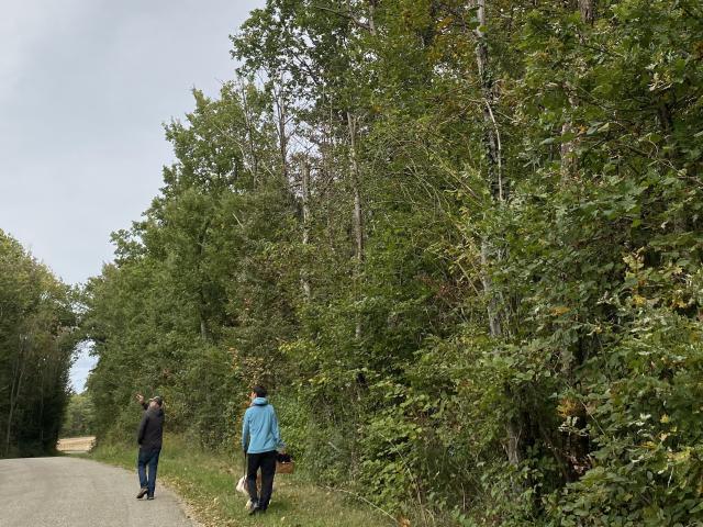 Forêt de Mantaille